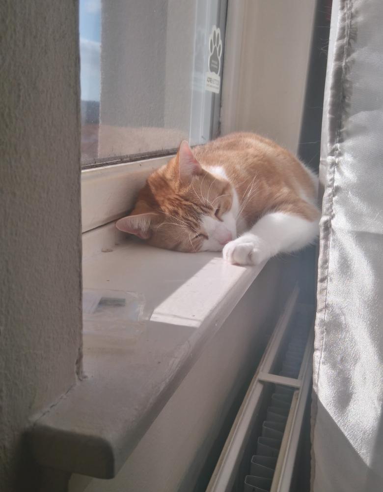 Alfie sunbathing.JPG