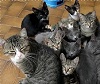 19 cats and counting